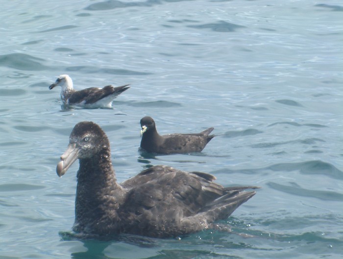 Northern Giant Petrel, White-chinned Petrel, & Black-backed Gull